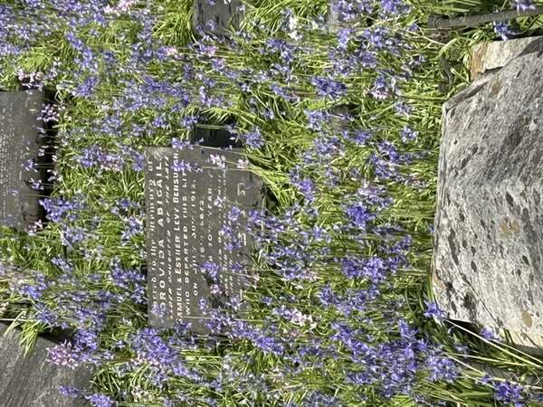 bluebells